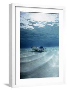 Southern Stingray-Georgette Douwma-Framed Photographic Print