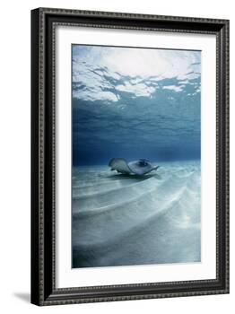 Southern Stingray-Georgette Douwma-Framed Photographic Print