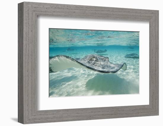 Southern Stingrays at Stingray City-Paul Souders-Framed Photographic Print