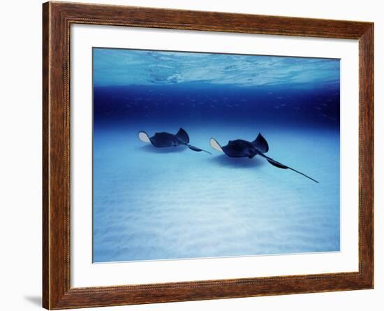 Southern Stingrays Grand Caymans-null-Framed Photographic Print