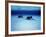 Southern Stingrays Grand Caymans-null-Framed Photographic Print