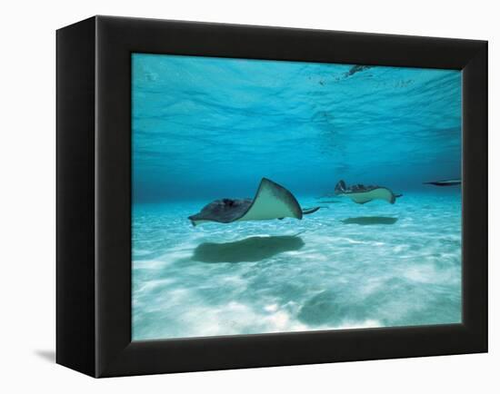 Southern Stingrays in Sea Water-null-Framed Premier Image Canvas
