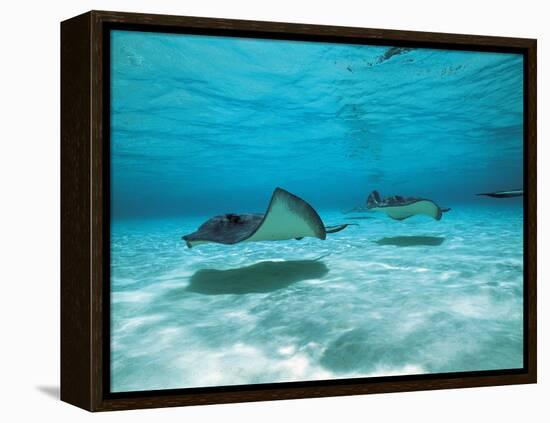 Southern Stingrays in Sea Water-null-Framed Premier Image Canvas