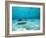 Southern Stingrays in Sea Water-null-Framed Photographic Print