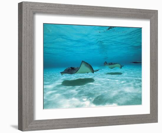 Southern Stingrays in Sea Water-null-Framed Photographic Print