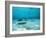 Southern Stingrays in Sea Water-null-Framed Photographic Print