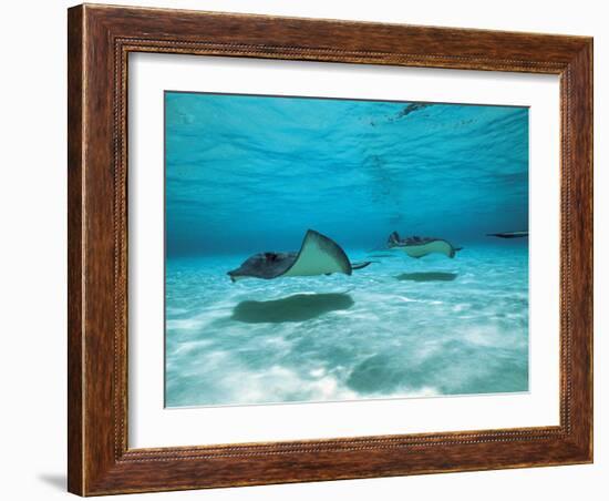 Southern Stingrays in Sea Water-null-Framed Photographic Print