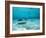 Southern Stingrays in Sea Water-null-Framed Photographic Print