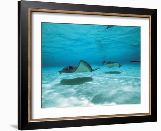 Southern Stingrays in Sea Water-null-Framed Photographic Print