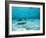 Southern Stingrays in Sea Water-null-Framed Photographic Print