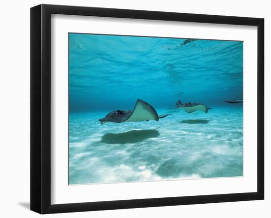 Southern Stingrays in Sea Water-null-Framed Photographic Print