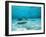 Southern Stingrays in Sea Water-null-Framed Photographic Print