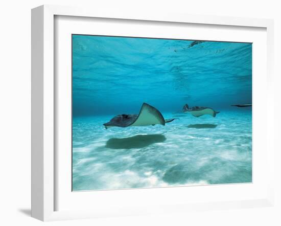 Southern Stingrays in Sea Water-null-Framed Photographic Print