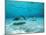 Southern Stingrays in Sea Water-null-Mounted Photographic Print