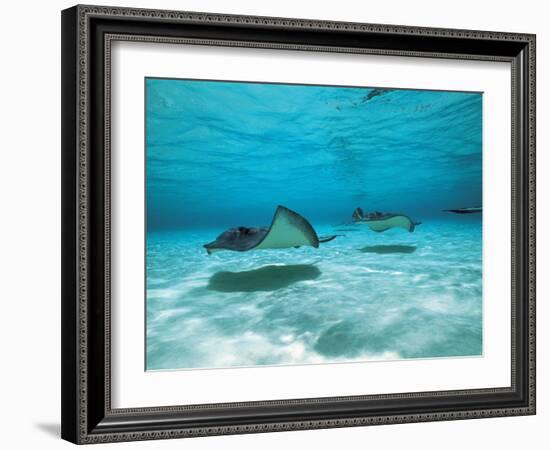 Southern Stingrays in Sea Water-null-Framed Photographic Print