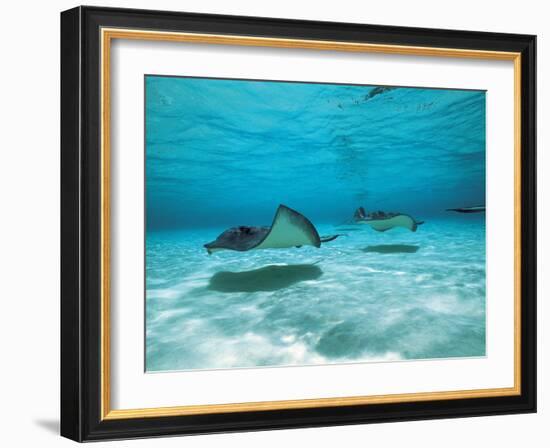 Southern Stingrays in Sea Water-null-Framed Photographic Print