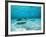 Southern Stingrays in Sea Water-null-Framed Photographic Print