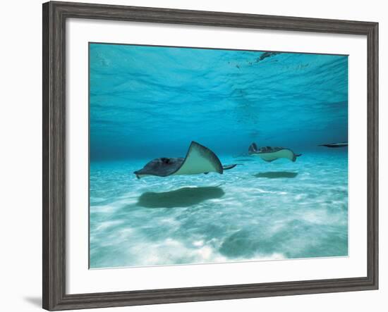 Southern Stingrays in Sea Water--Framed Photographic Print