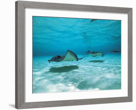Southern Stingrays in Sea Water-null-Framed Photographic Print