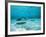 Southern Stingrays in Sea Water-null-Framed Photographic Print