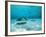 Southern Stingrays in Sea Water-null-Framed Photographic Print