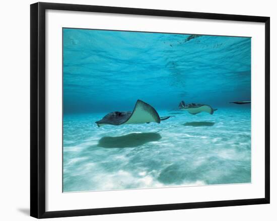 Southern Stingrays in Sea Water-null-Framed Photographic Print