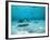 Southern Stingrays in Sea Water-null-Framed Photographic Print