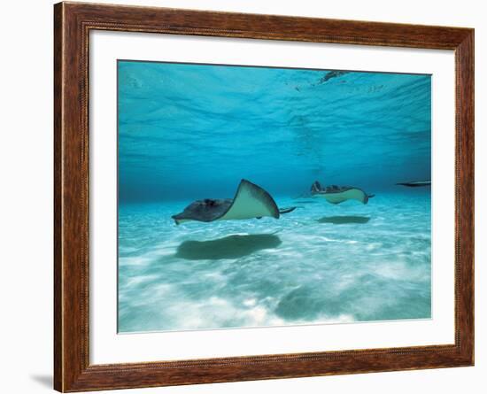 Southern Stingrays in Sea Water-null-Framed Photographic Print