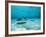 Southern Stingrays in Sea Water-null-Framed Photographic Print