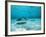 Southern Stingrays in Sea Water-null-Framed Photographic Print