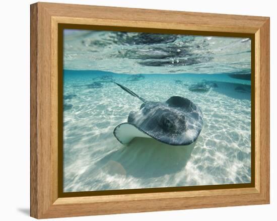 Southern Stingrays Swimming at Stingray City-Paul Souders-Framed Premier Image Canvas