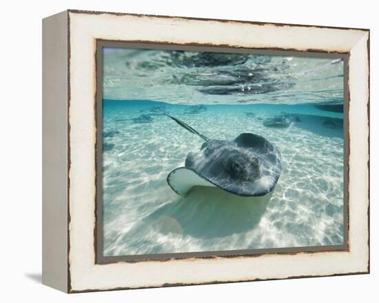 Southern Stingrays Swimming at Stingray City-Paul Souders-Framed Premier Image Canvas