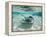 Southern Stingrays Swimming at Stingray City-Paul Souders-Framed Premier Image Canvas