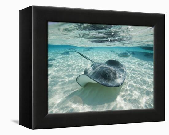 Southern Stingrays Swimming at Stingray City-Paul Souders-Framed Premier Image Canvas