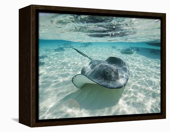 Southern Stingrays Swimming at Stingray City-Paul Souders-Framed Premier Image Canvas