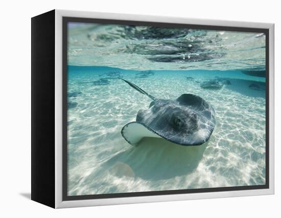 Southern Stingrays Swimming at Stingray City-Paul Souders-Framed Premier Image Canvas