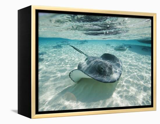 Southern Stingrays Swimming at Stingray City-Paul Souders-Framed Premier Image Canvas