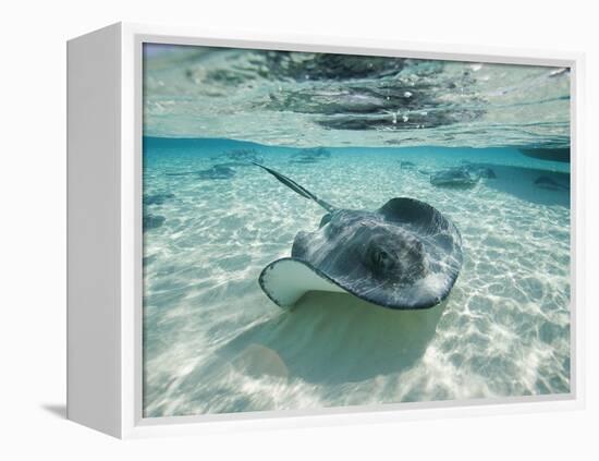 Southern Stingrays Swimming at Stingray City-Paul Souders-Framed Premier Image Canvas
