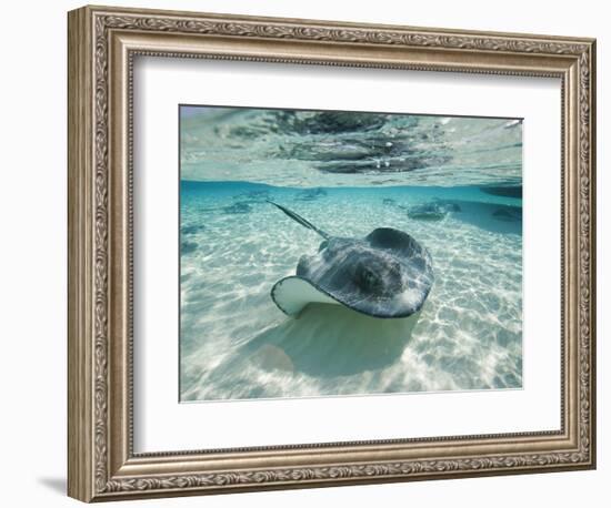 Southern Stingrays Swimming at Stingray City-Paul Souders-Framed Photographic Print