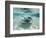 Southern Stingrays Swimming at Stingray City-Paul Souders-Framed Photographic Print