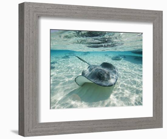 Southern Stingrays Swimming at Stingray City-Paul Souders-Framed Photographic Print