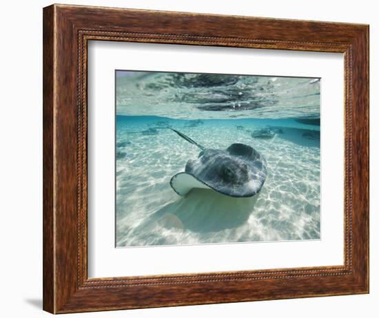 Southern Stingrays Swimming at Stingray City-Paul Souders-Framed Photographic Print