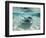 Southern Stingrays Swimming at Stingray City-Paul Souders-Framed Photographic Print