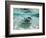 Southern Stingrays Swimming at Stingray City-Paul Souders-Framed Photographic Print