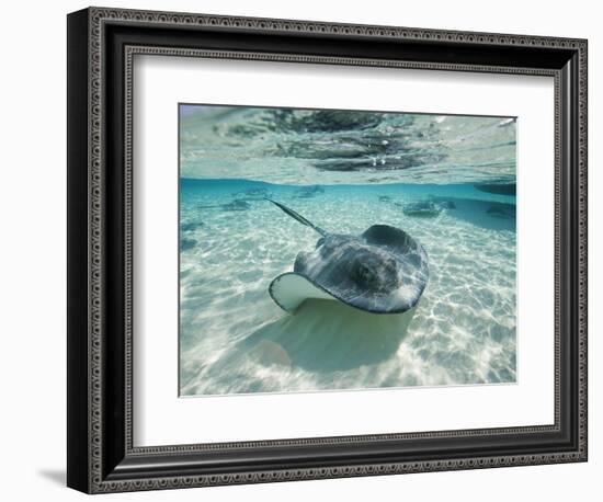 Southern Stingrays Swimming at Stingray City-Paul Souders-Framed Photographic Print