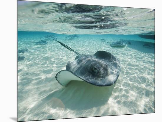 Southern Stingrays Swimming at Stingray City-Paul Souders-Mounted Photographic Print