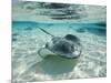 Southern Stingrays Swimming at Stingray City-Paul Souders-Mounted Photographic Print