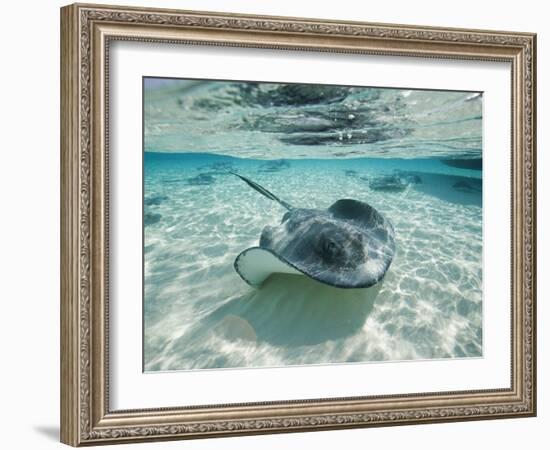 Southern Stingrays Swimming at Stingray City-Paul Souders-Framed Photographic Print