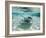 Southern Stingrays Swimming at Stingray City-Paul Souders-Framed Photographic Print