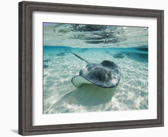 Southern Stingrays Swimming at Stingray City-Paul Souders-Framed Photographic Print